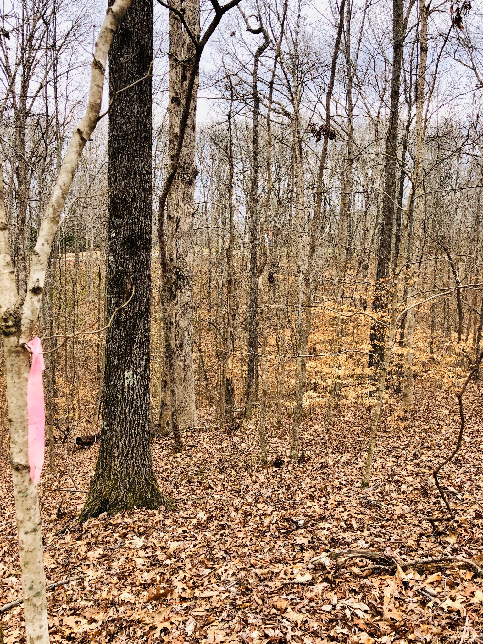 0 Boy Scout Road Franklin, TN 37064 - Photo 29 of 46