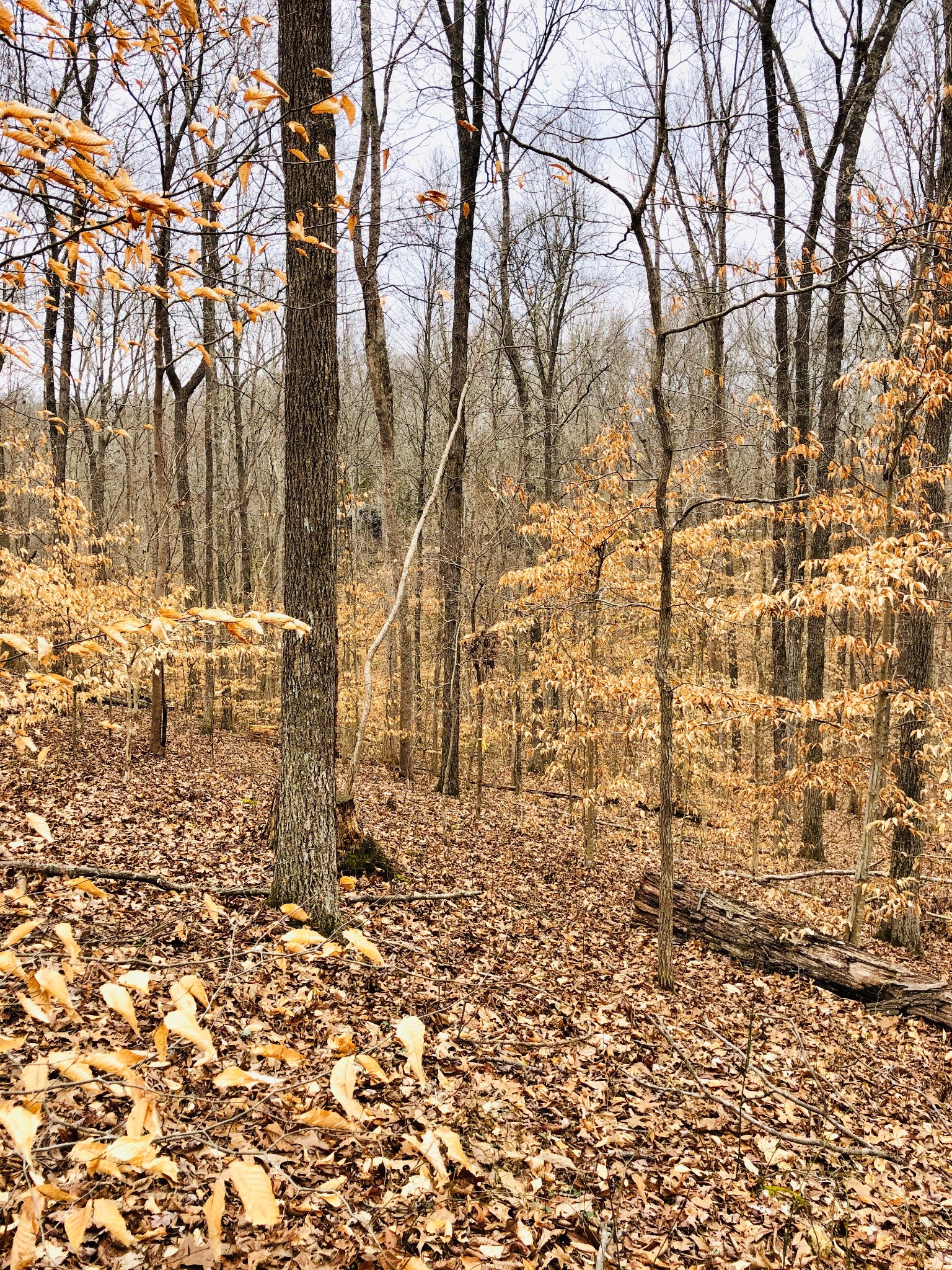 0 Boy Scout Road Franklin, TN 37064 - Photo 31 of 46