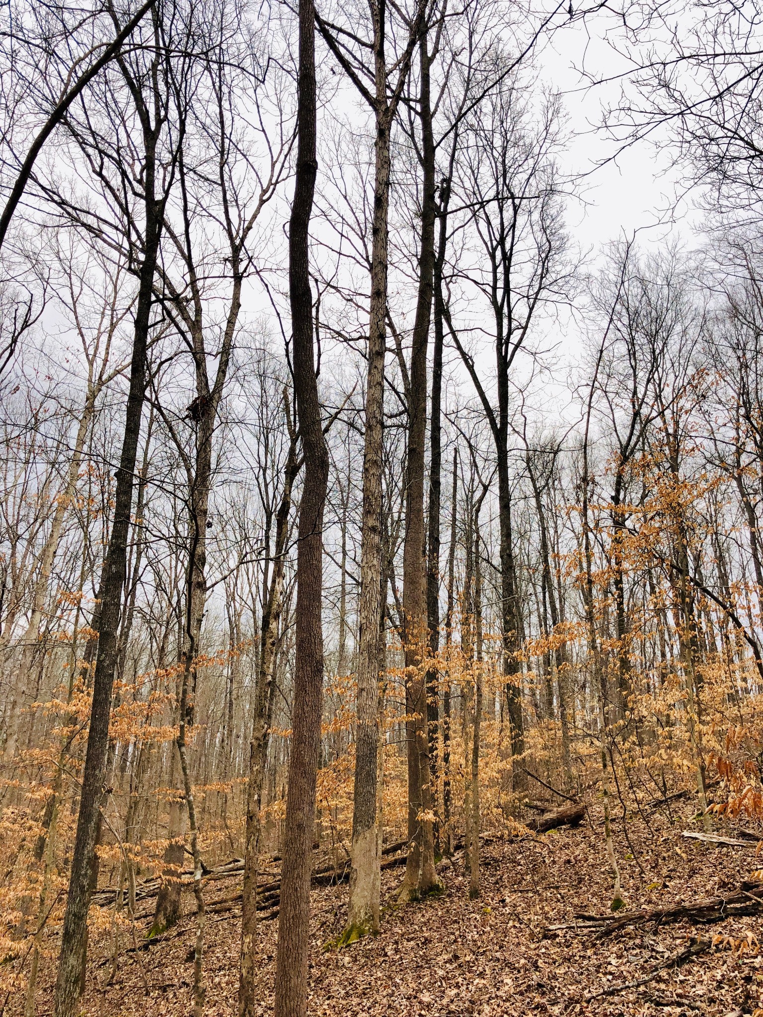 0 Boy Scout Road Franklin, TN 37064 - Photo 33 of 46 a view of covered with green space