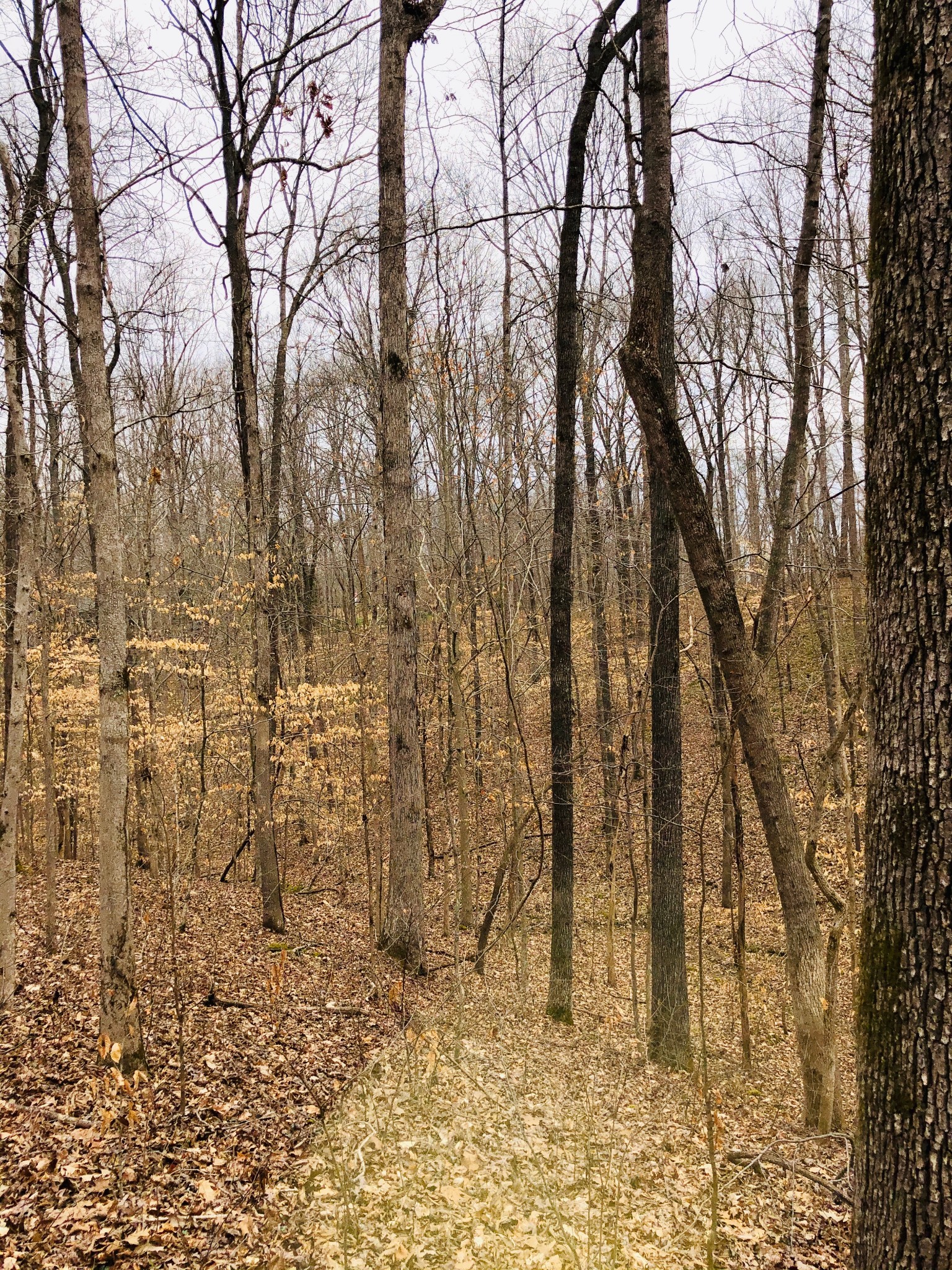 0 Boy Scout Road Franklin, TN 37064 - Photo 34 of 46 a view of a yard with large trees