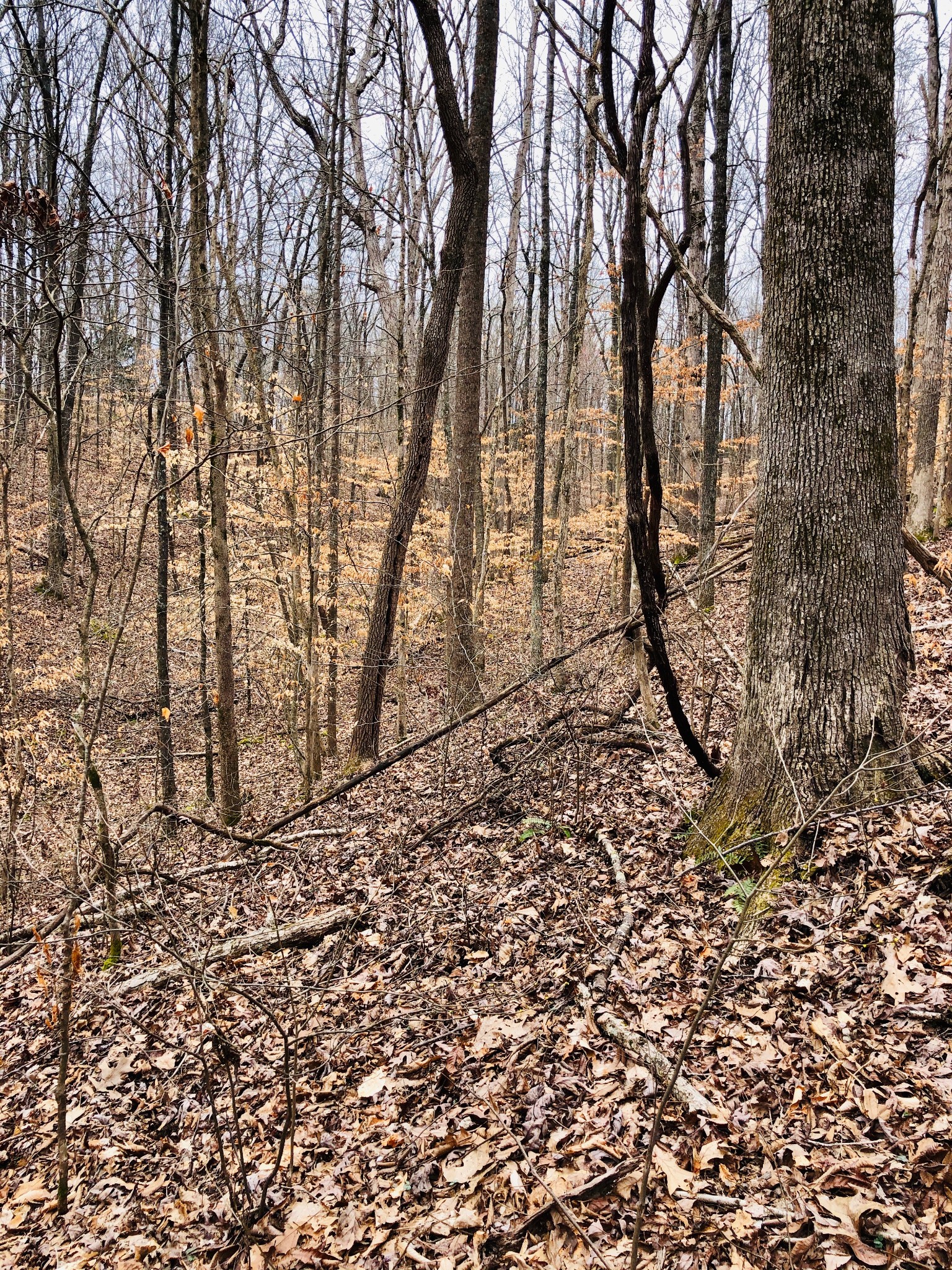 0 Boy Scout Road Franklin, TN 37064 - Photo 36 of 46 a view of a yard with large trees