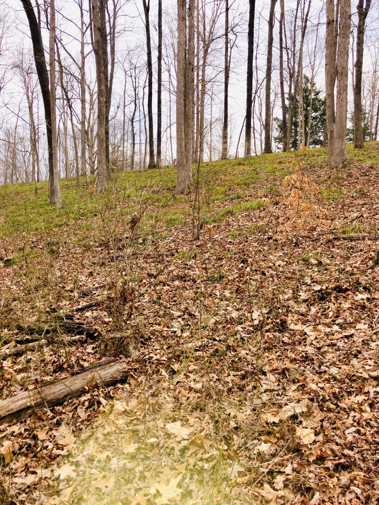 0 Boy Scout Road Franklin, TN 37064 - Photo 38 of 46 a view of outdoor space with trees
