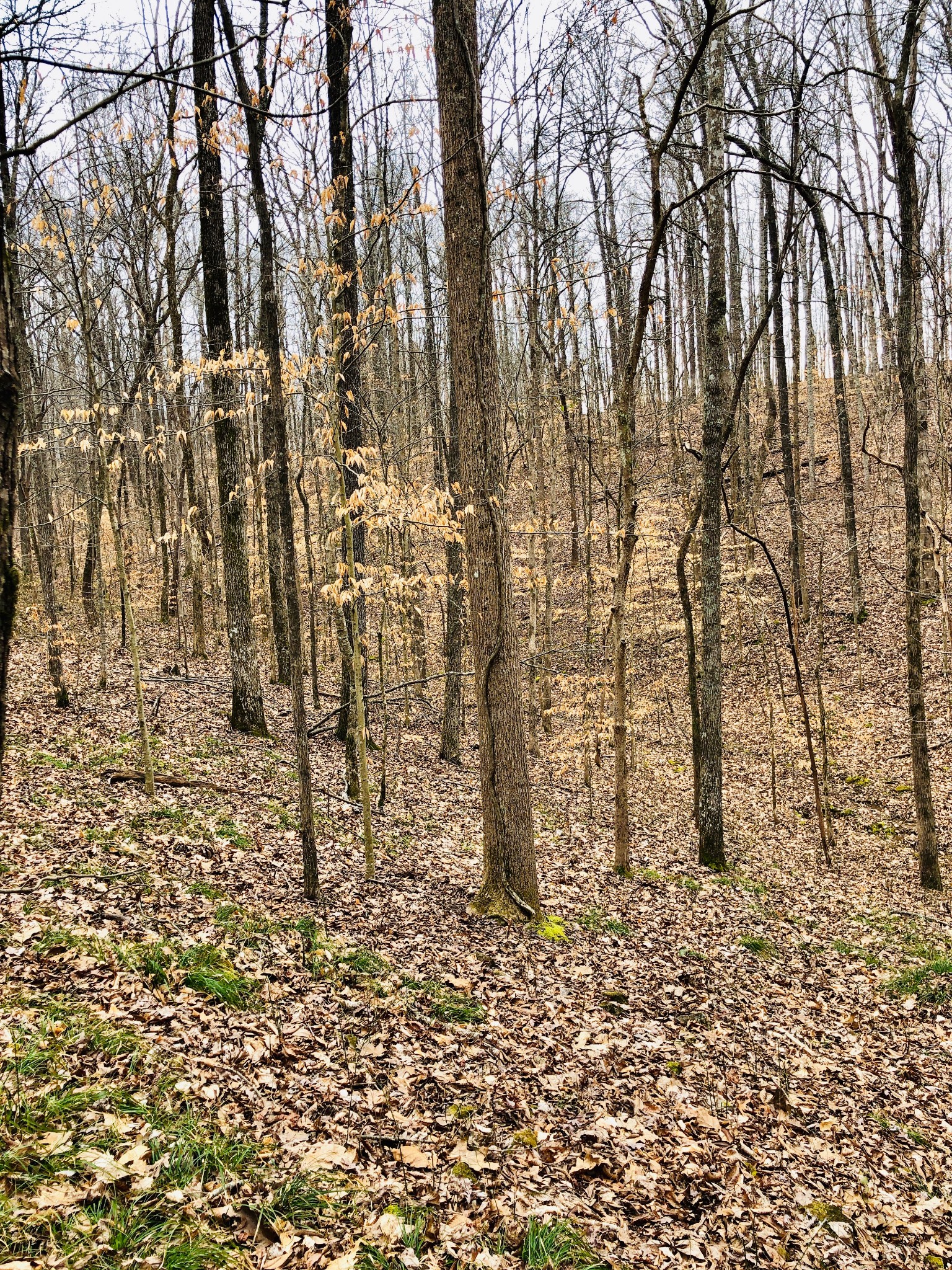 0 Boy Scout Road Franklin, TN 37064 - Photo 4 of 46