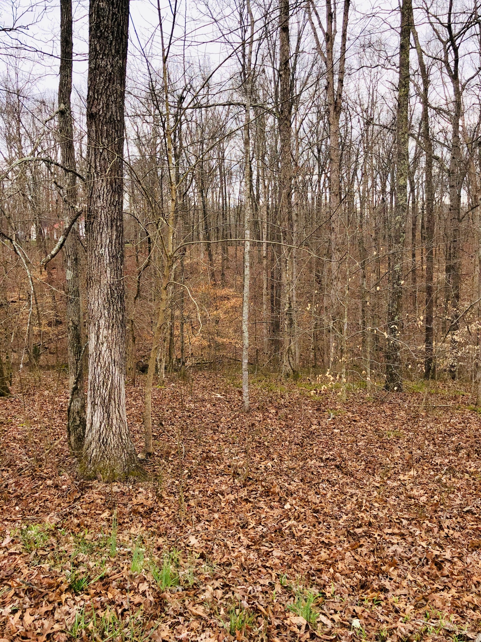 0 Boy Scout Road Franklin, TN 37064 - Photo 41 of 46 a view of a yard with trees
