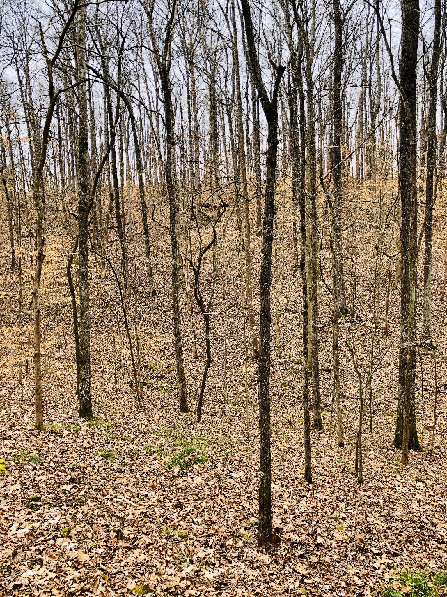 0 Boy Scout Road Franklin, TN 37064 - Photo 5 of 46 a picture of street