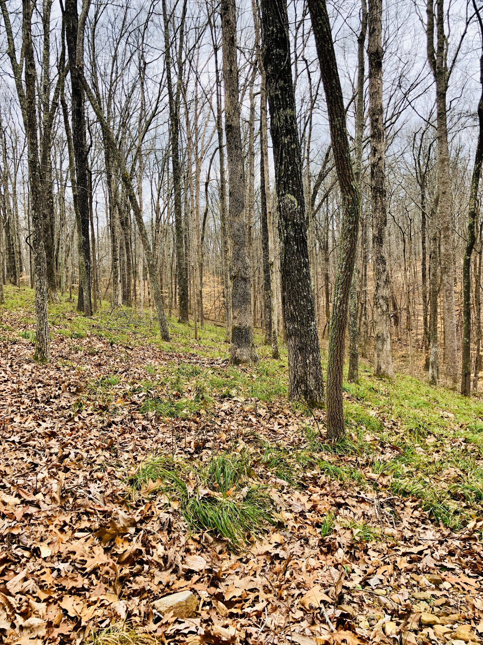 0 Boy Scout Road Franklin, TN 37064 - Photo 6 of 46 a big yard with lots of green space and trees