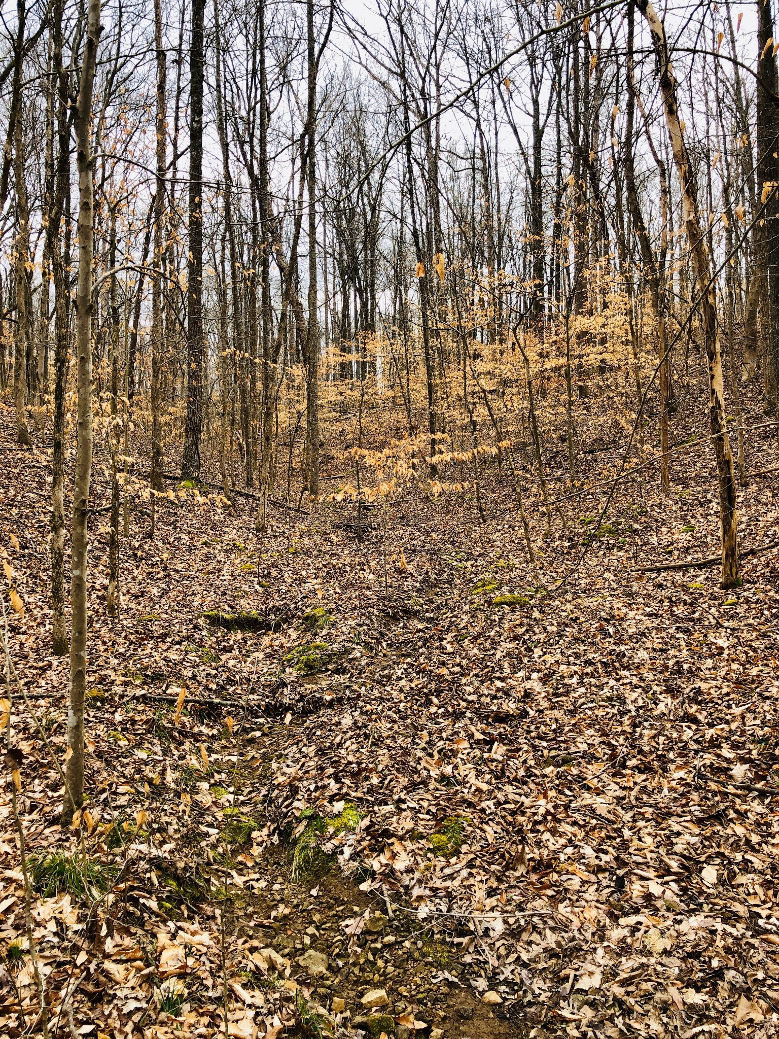 0 Boy Scout Road Franklin, TN 37064 - Photo 7 of 46