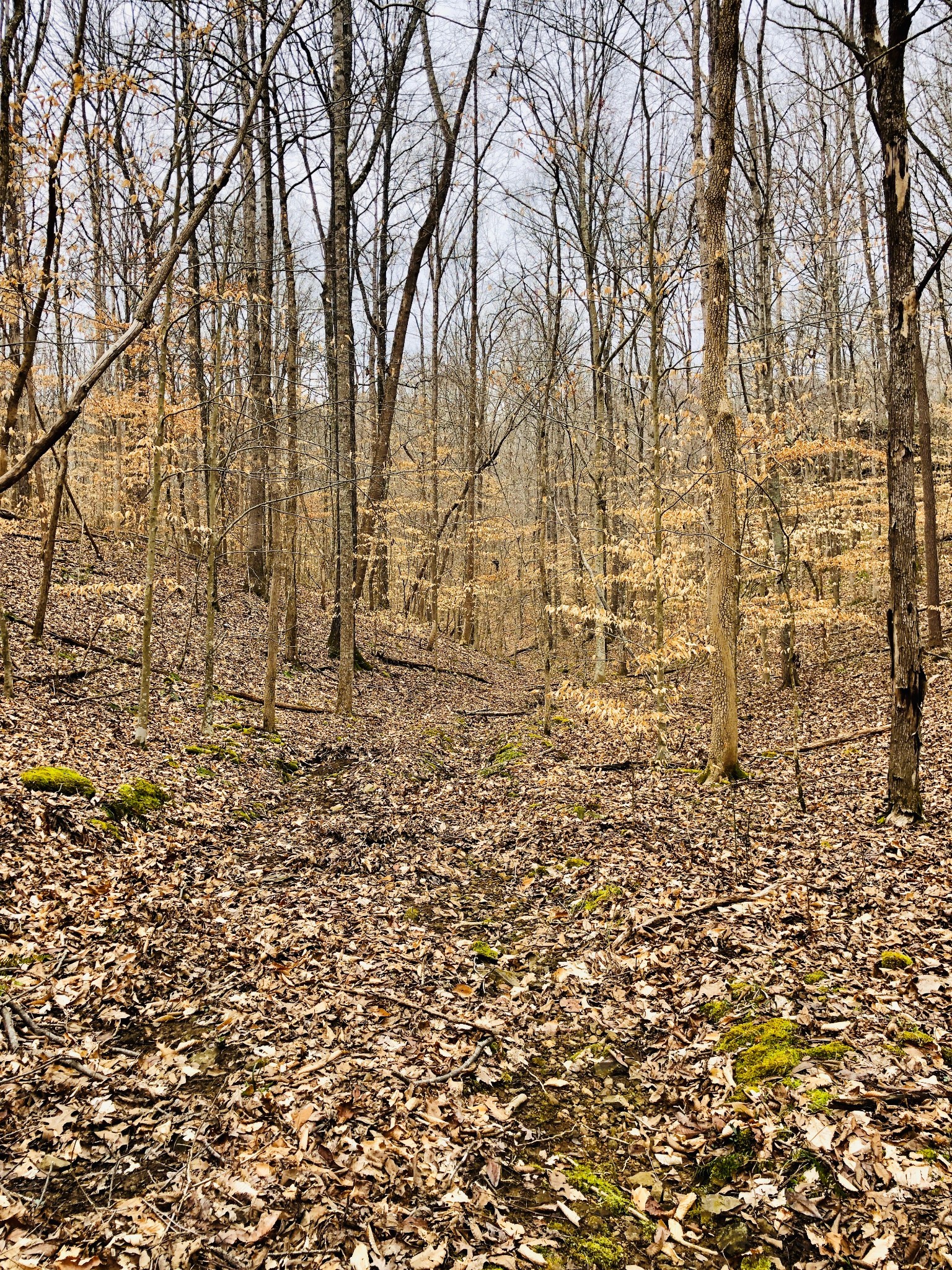 0 Boy Scout Road Franklin, TN 37064 - Photo 8 of 46