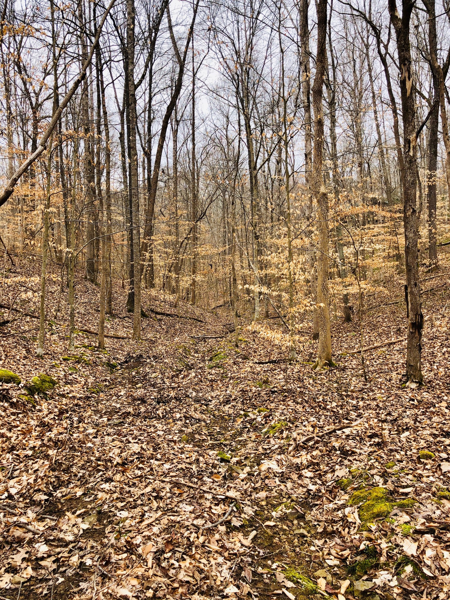 0 Boy Scout Road Franklin, TN 37064 - Photo 10 of 46 view of a yard