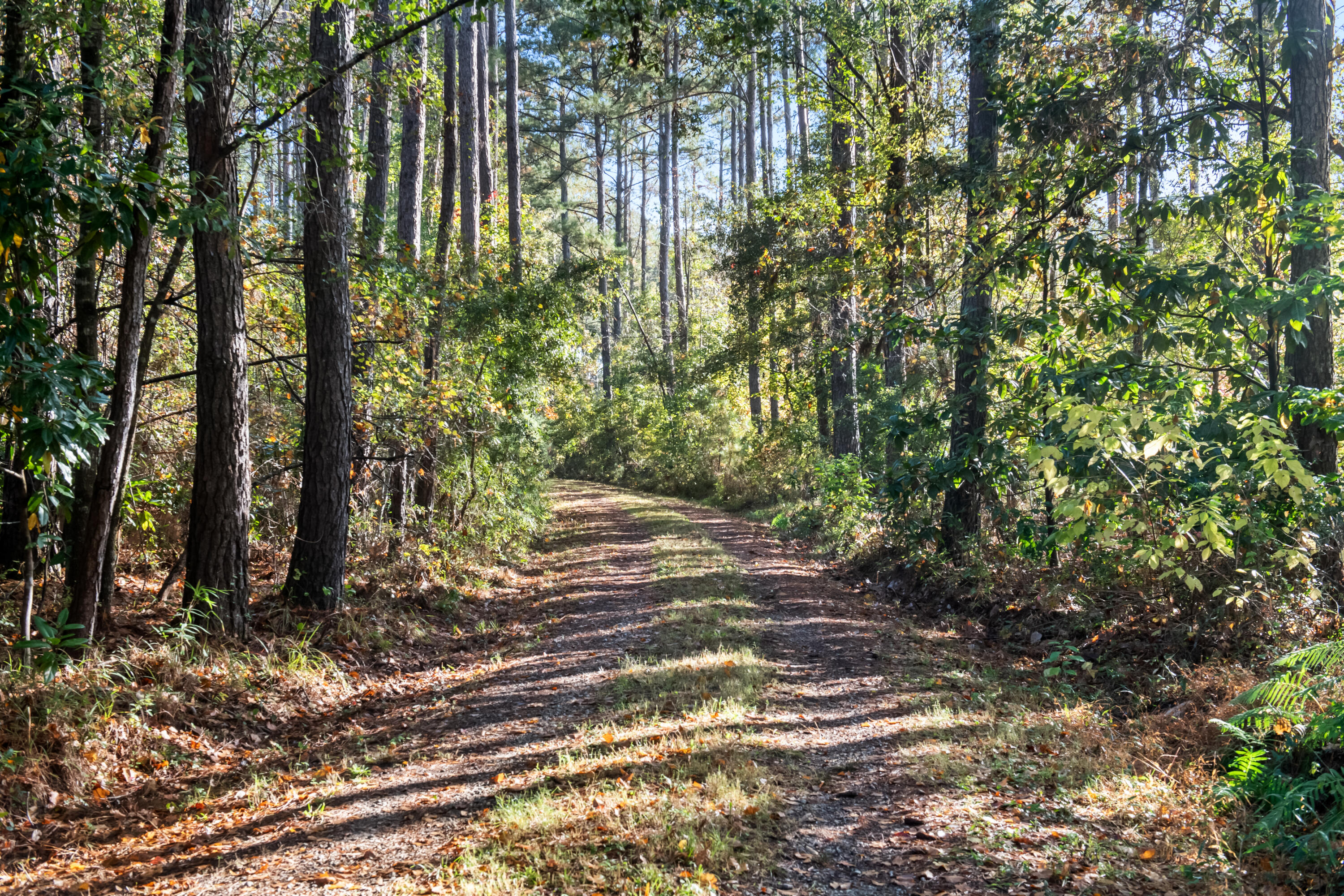 527-acres Spring Grove Road Adams Run, SC 29426 - Photo 38 of 44 HFL_OSBORNE TRACT-2