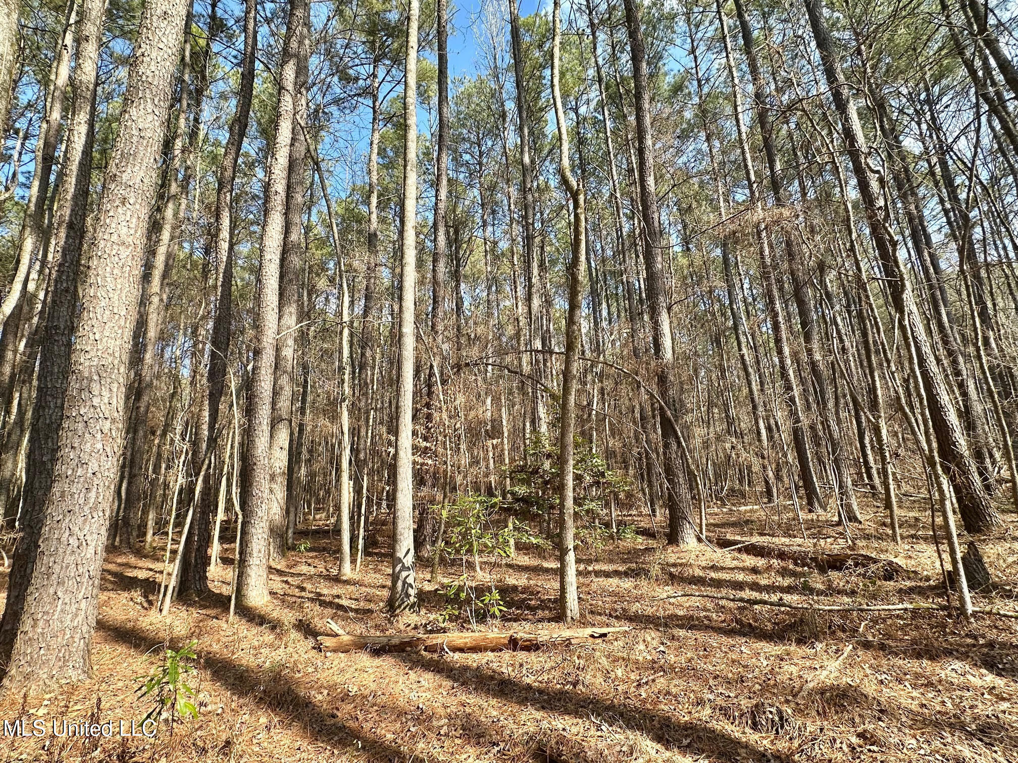 1 Evans Road Carthage, MS 39051 - Photo 19 of 149 31
