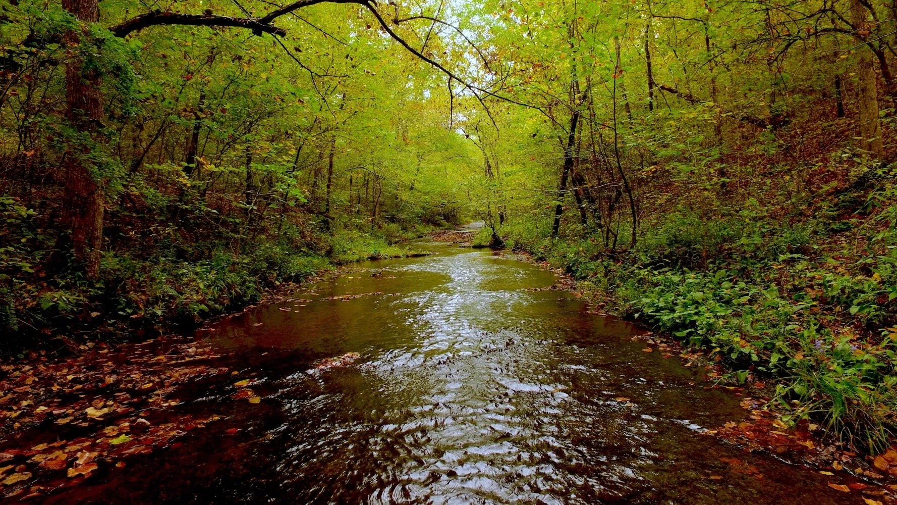 0 Tiger Bennett Road Summertown, TN 38483 - Photo 2 of 2