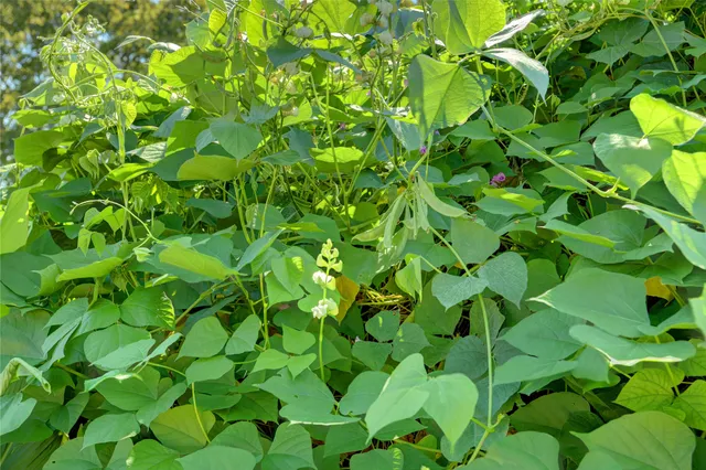 a backyard of a tree
