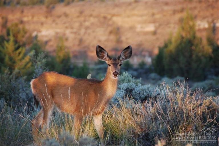 8804 Southwest Crater Loop Road Terrebonne, OR 97760 - Photo 20 of 23 And then there are the deer. Parading t