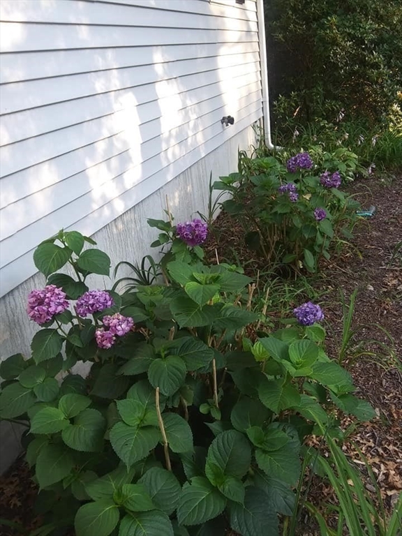 41 Standish Avenue Wareham, MA 02538 - Photo 20 of 35 a view of a flower in a yard