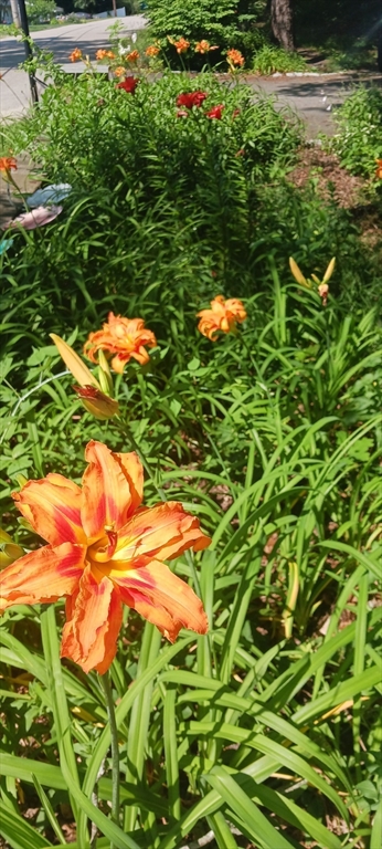 41 Standish Avenue Wareham, MA 02538 - Photo 21 of 35 a backyard of a house with lots of green space