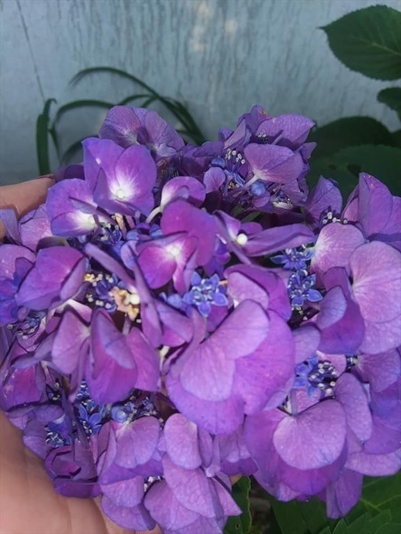 41 Standish Avenue Wareham, MA 02538 - Photo 22 of 35 a bed with pink walls and pink umbrellas