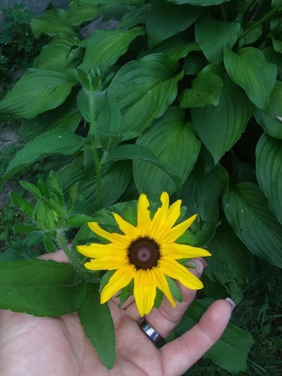 41 Standish Avenue Wareham, MA 02538 - Photo 23 of 35 a view of an outdoor space