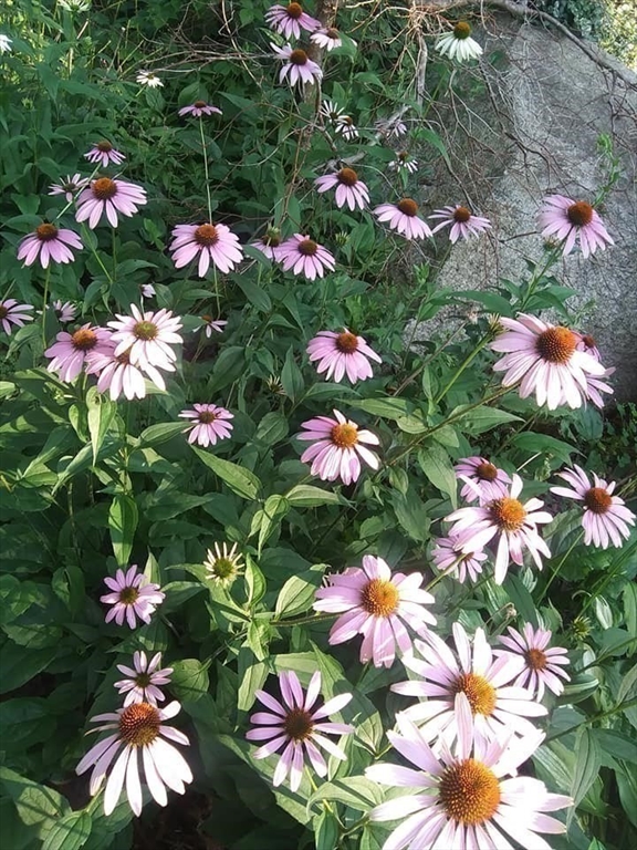 41 Standish Avenue Wareham, MA 02538 - Photo 24 of 35 a view of a flower