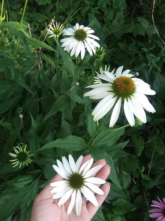 41 Standish Avenue Wareham, MA 02538 - Photo 26 of 35