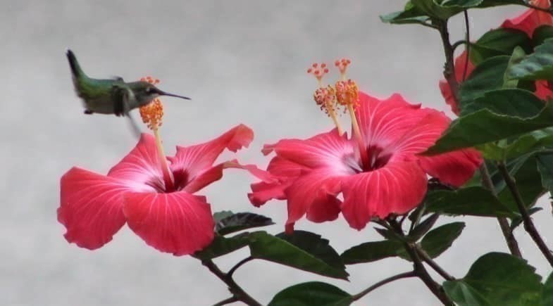 41 Standish Avenue Wareham, MA 02538 - Photo 27 of 35 a bath room with a bed and a potted plant