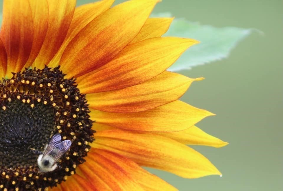 41 Standish Avenue Wareham, MA 02538 - Photo 28 of 35 a view of a big yard