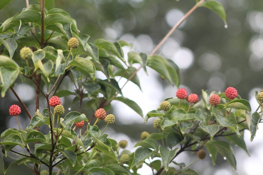 41 Standish Avenue Wareham, MA 02538 - Photo 29 of 35 a flower view