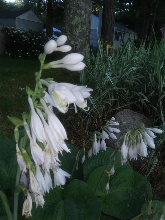 41 Standish Avenue Wareham, MA 02538 - Photo 30 of 35 a view of backyard with outdoor seating and green space