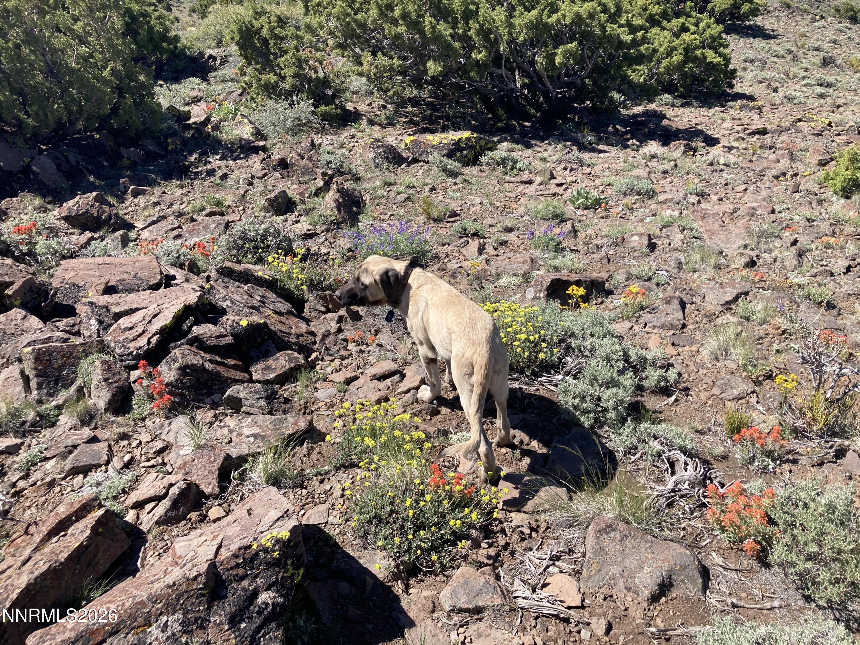 0 Microwave Road, Unit 1 Reno, NV 89510 - Photo 20 of 20 a view of a yard with plants