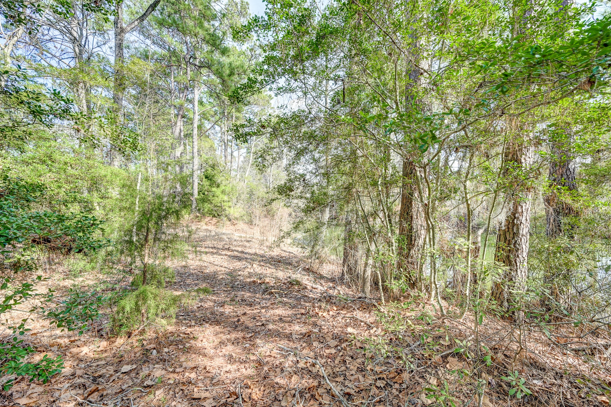 53 Smith Loop North Cleveland, TX 77327 - Photo 14 of 49 a view of forest