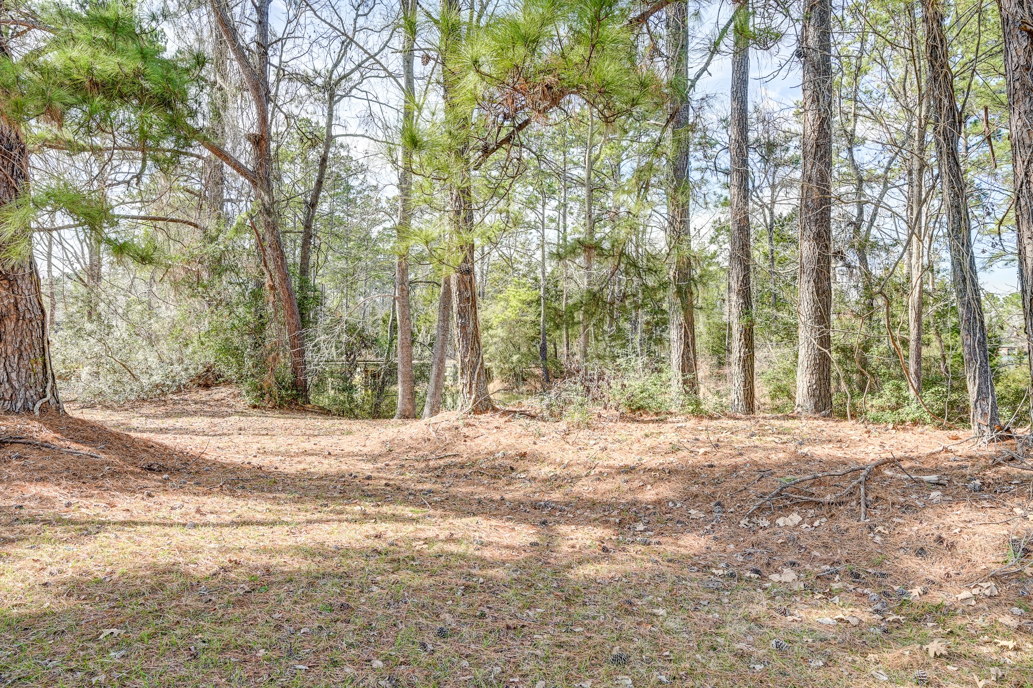 53 Smith Loop North Cleveland, TX 77327 - Photo 18 of 49 a view of a yard with large trees