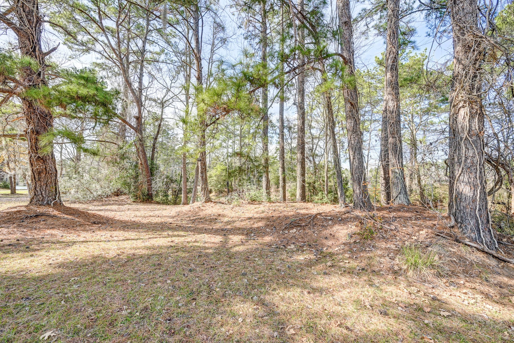 53 Smith Loop North Cleveland, TX 77327 - Photo 19 of 49 a view of a yard with large trees