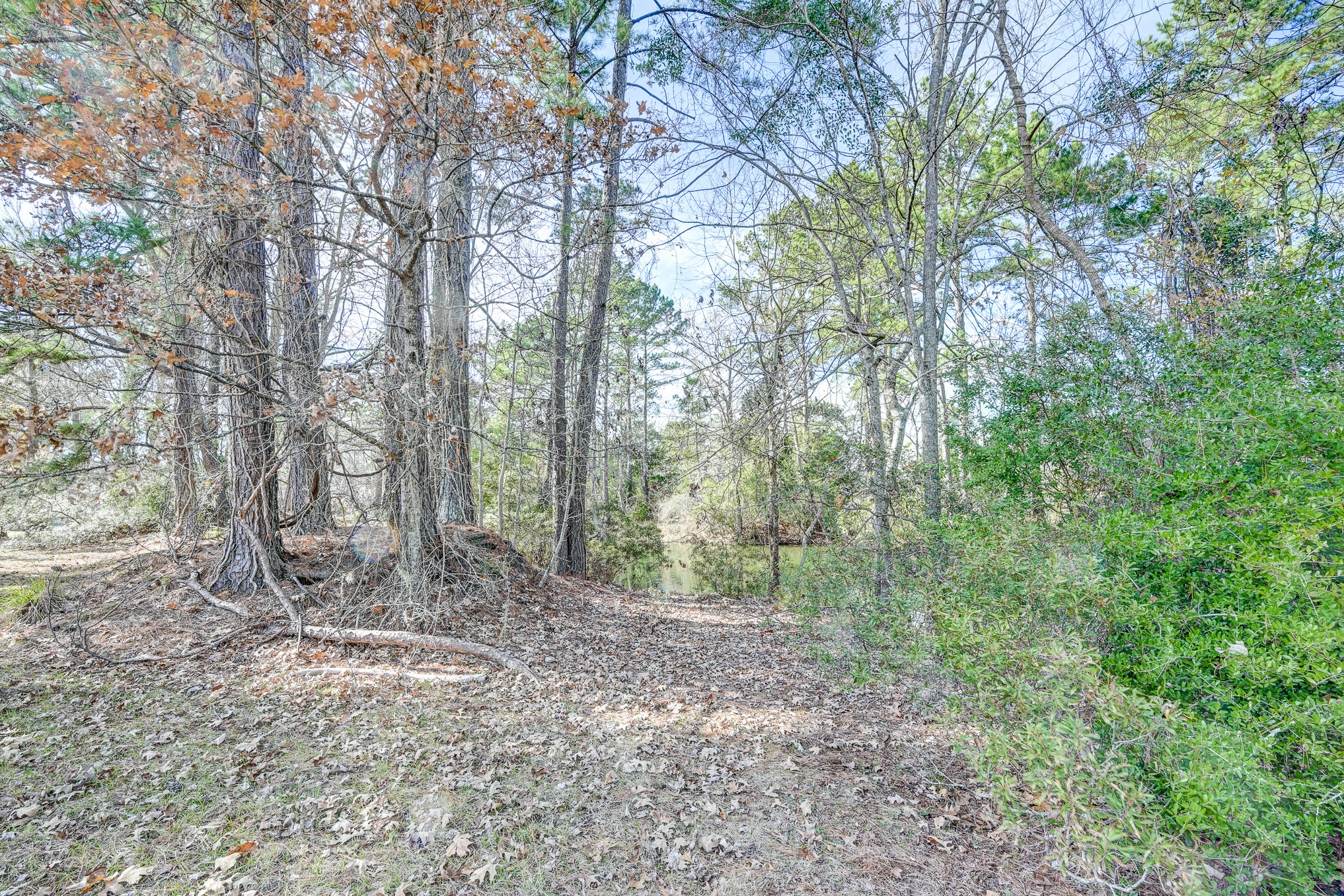 53 Smith Loop North Cleveland, TX 77327 - Photo 20 of 49 a view of a forest with trees in the background