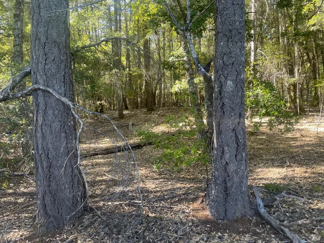 a view of a tree in the yard