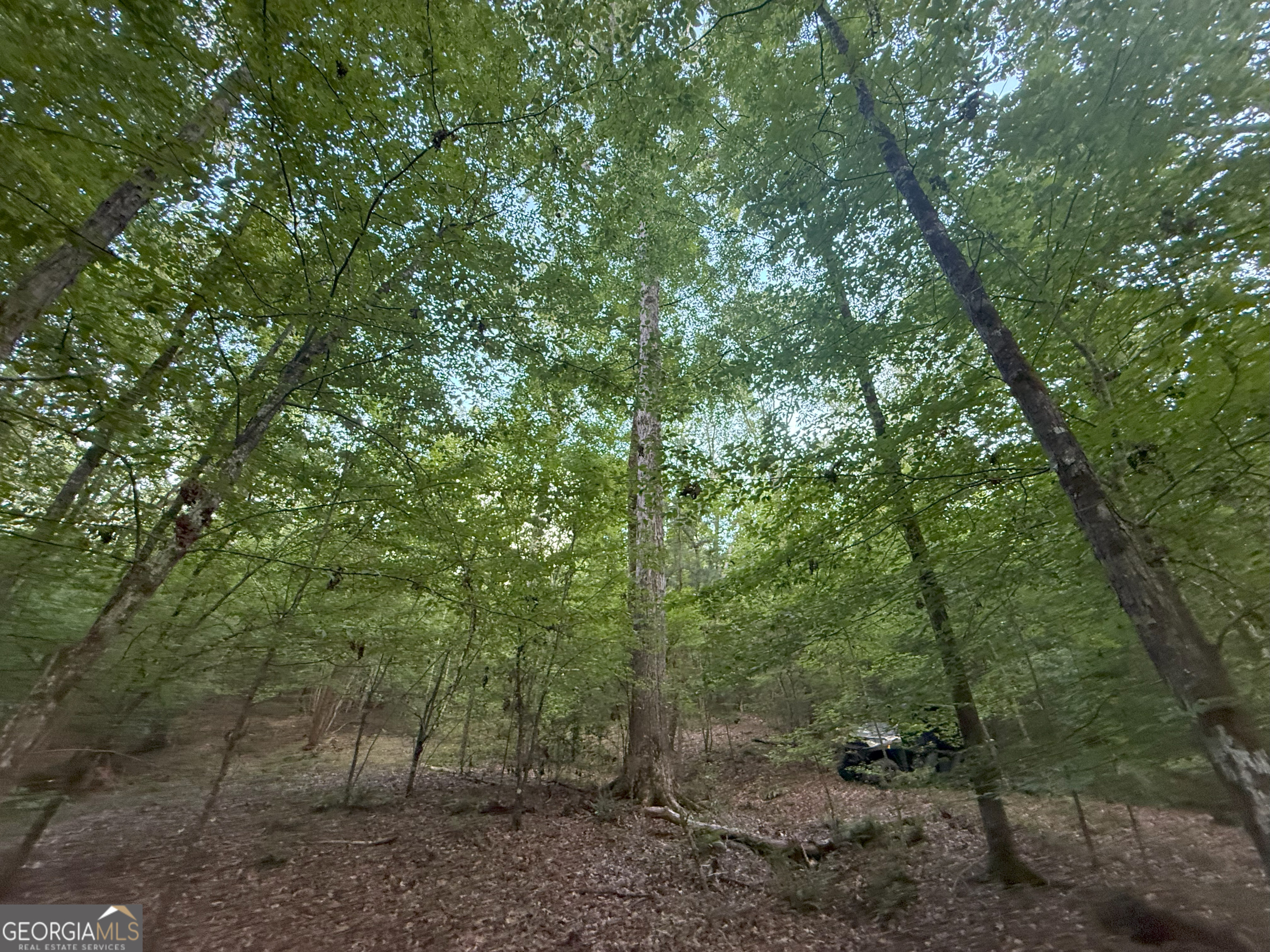 2 Bunch Road Tignall, GA 30668 - Photo 11 of 31 a view of a forest with trees in the background