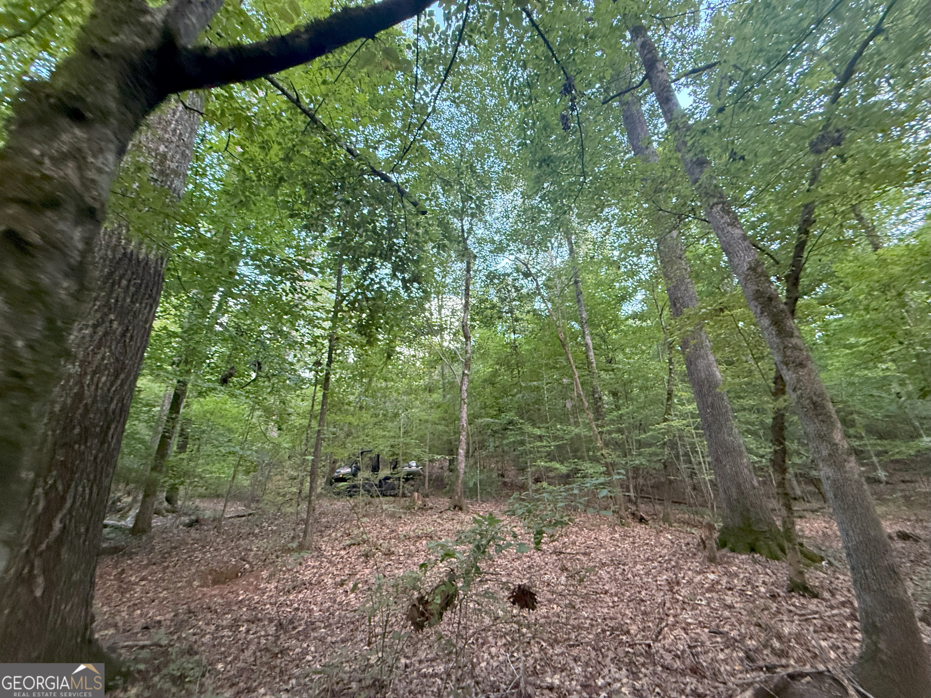 2 Bunch Road Tignall, GA 30668 - Photo 13 of 31 a view of a forest with trees