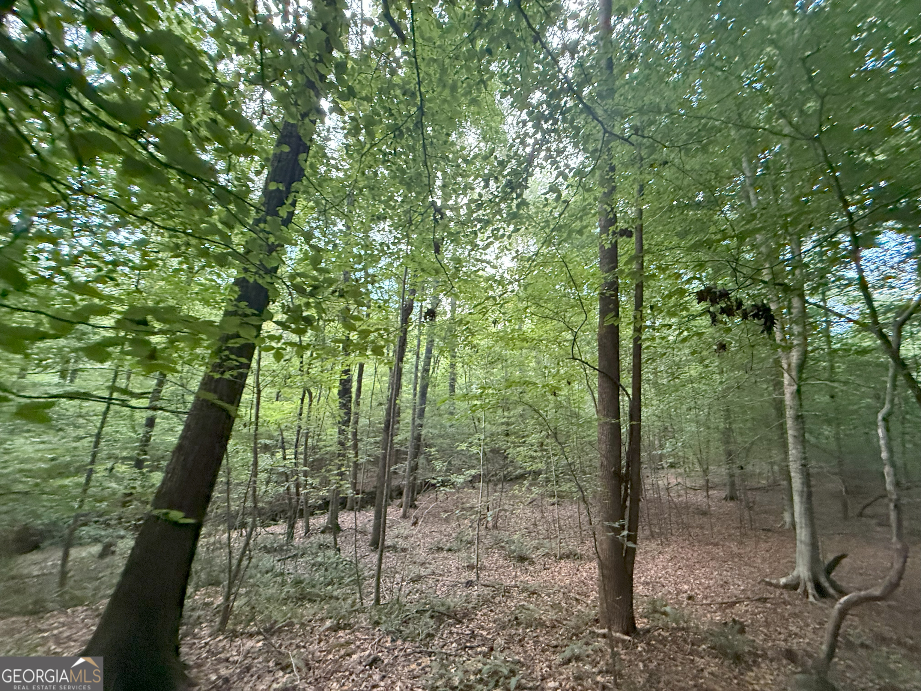 2 Bunch Road Tignall, GA 30668 - Photo 18 of 31 a view of forest
