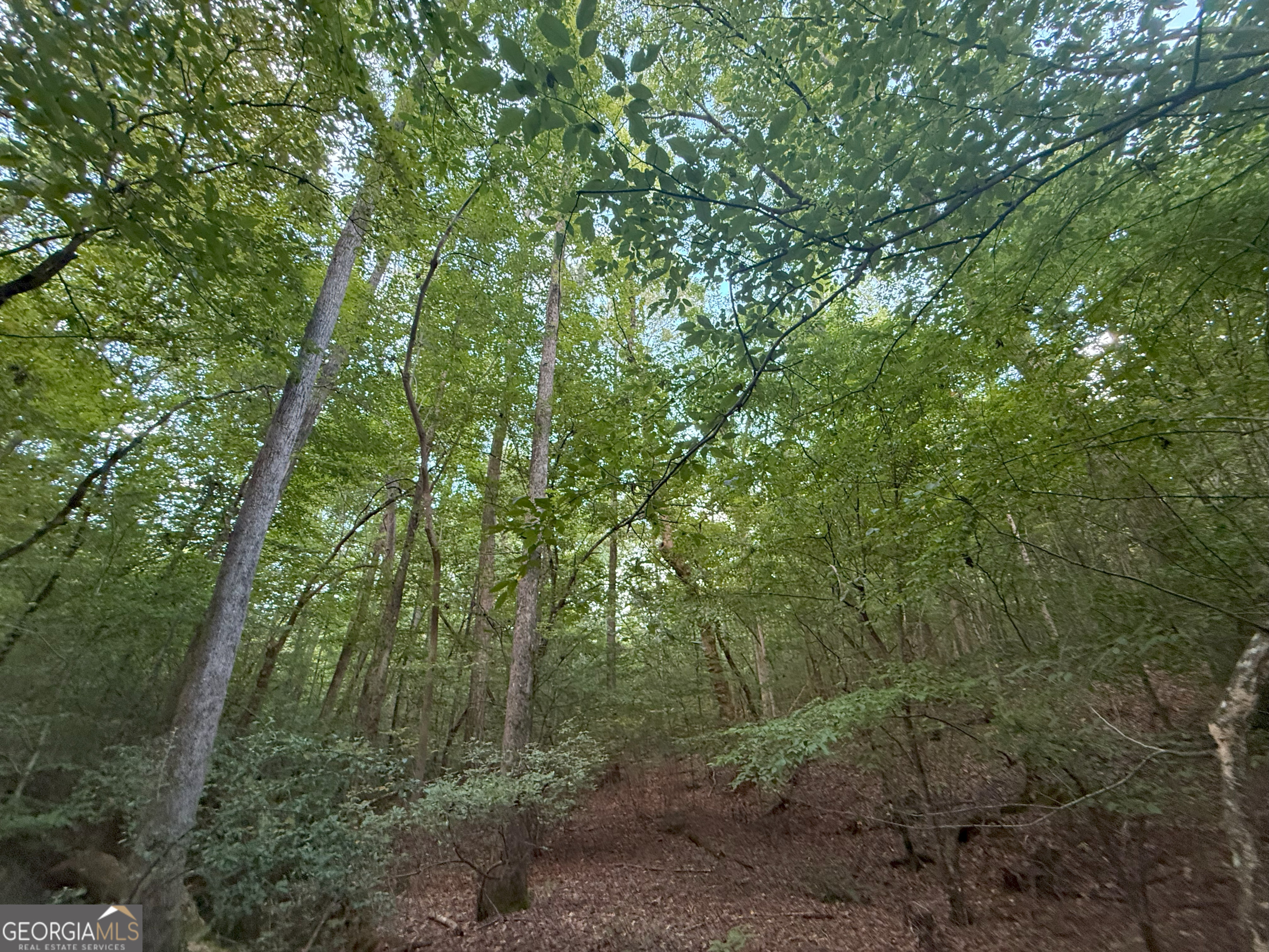 2 Bunch Road Tignall, GA 30668 - Photo 8 of 31 a view of a lush green forest