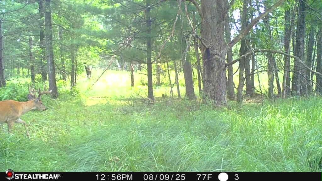 N604 County Rd B Coloma, WI 54930 - Photo 23 of 51