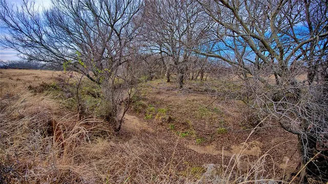 a view of a dry yard with trees