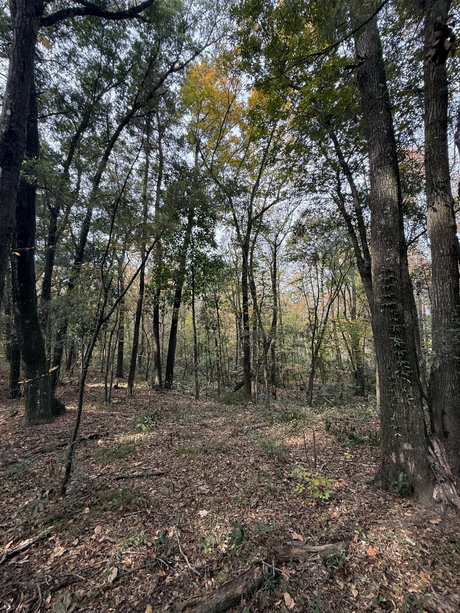 0 Yellow House Place Charleston, SC 29492 - Photo 14 of 25 IMG_1736