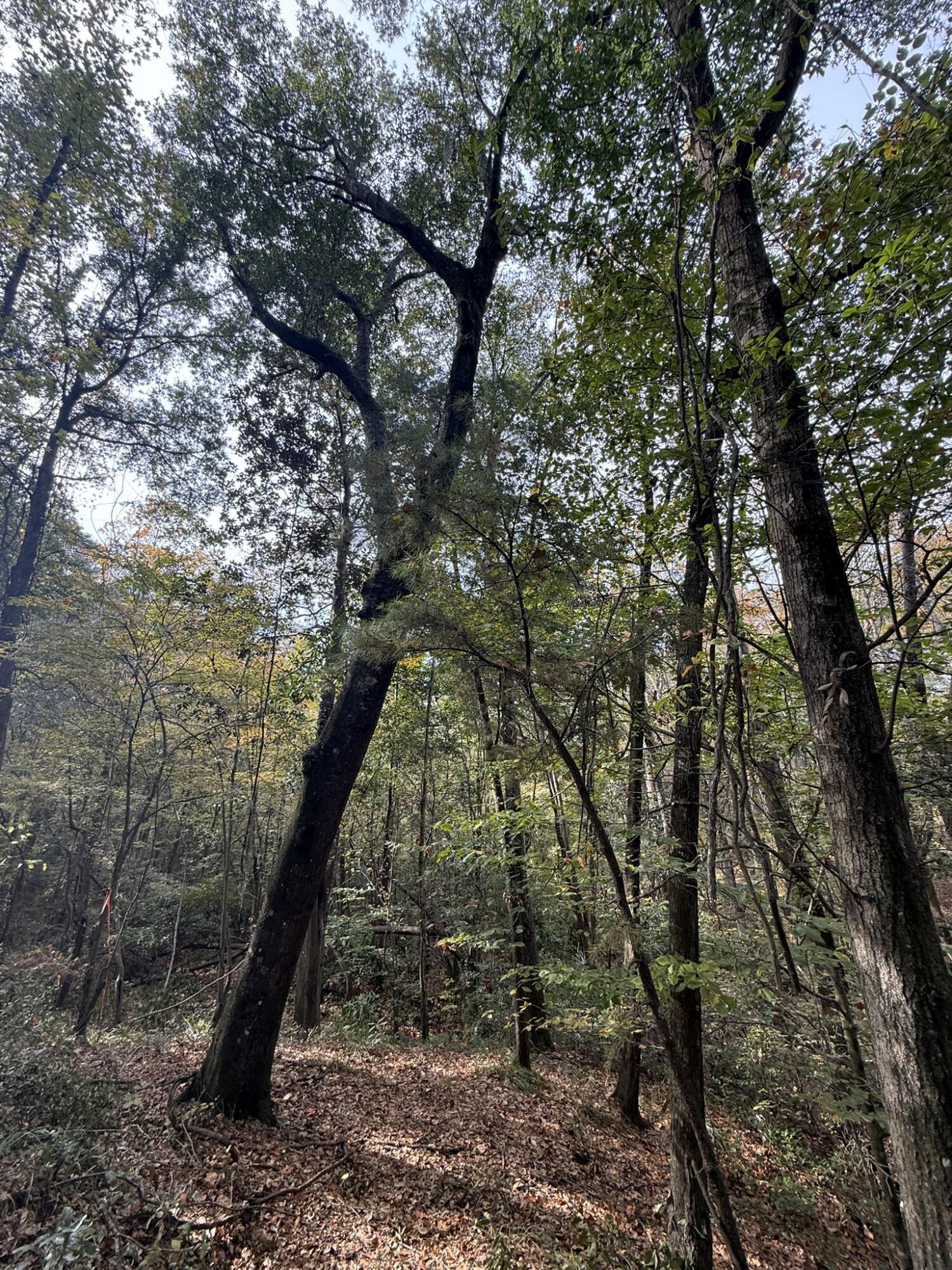 0 Yellow House Place Charleston, SC 29492 - Photo 15 of 25 IMG_1737