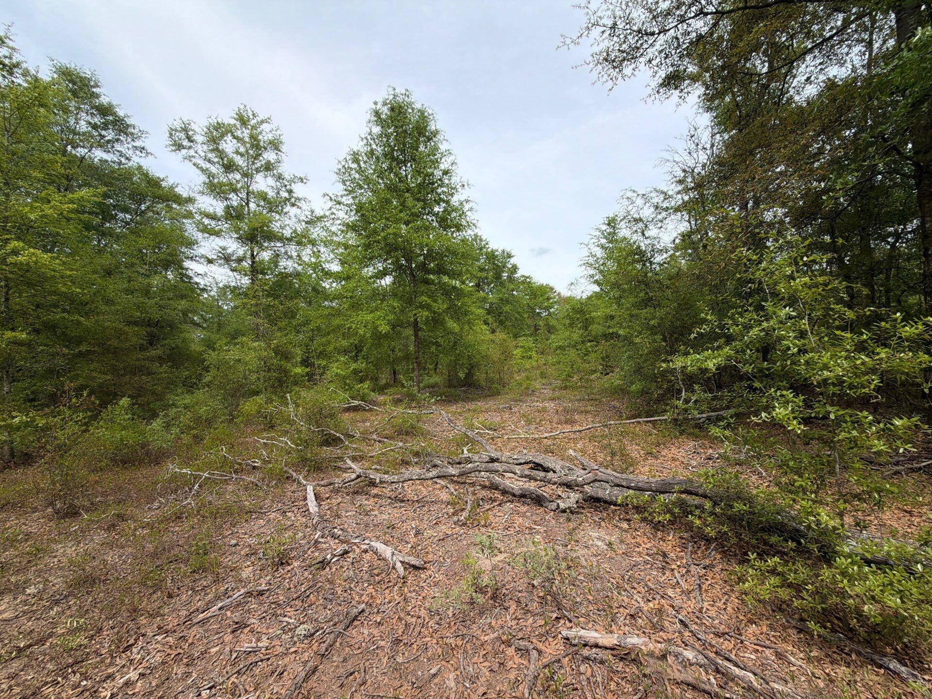 1 Rogers Cemetery Road, Unit RRF 1 Salley, SC 29137 - Photo 13 of 40