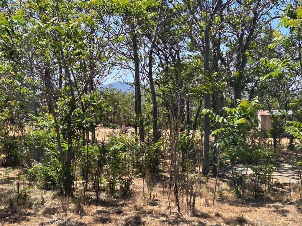 37230 Bautista Canyon Road Anza, CA 92539 - Photo 12 of 28 a view of a tree