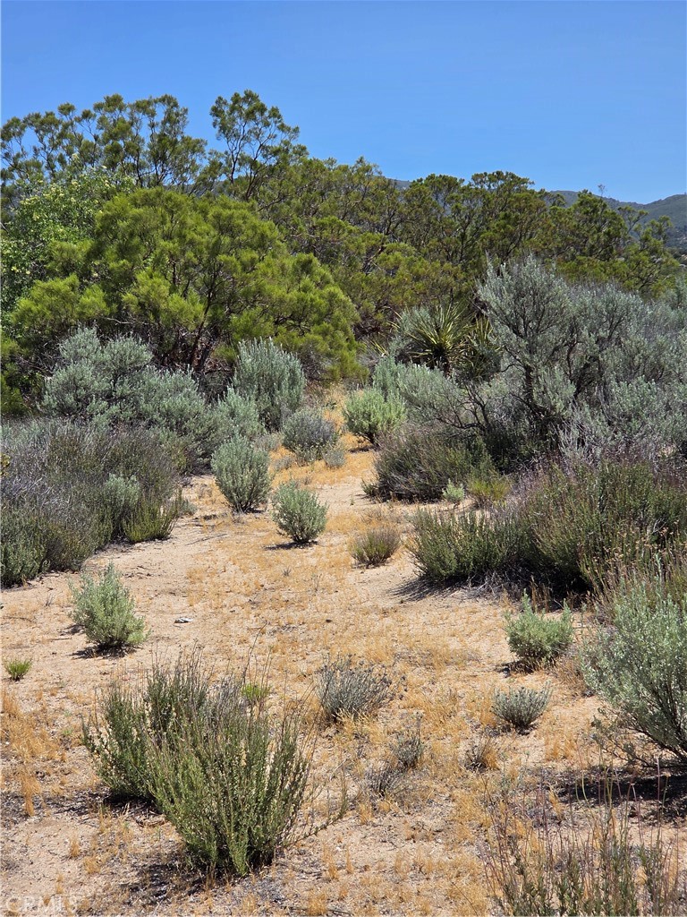 37230 Bautista Canyon Road Anza, CA 92539 - Photo 14 of 28 a view of a backyard of a house