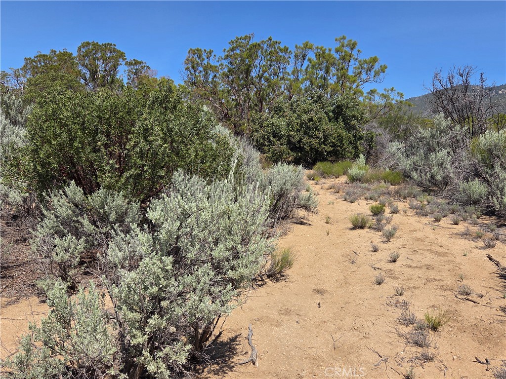 37230 Bautista Canyon Road Anza, CA 92539 - Photo 15 of 28 a view of a yard with a tree
