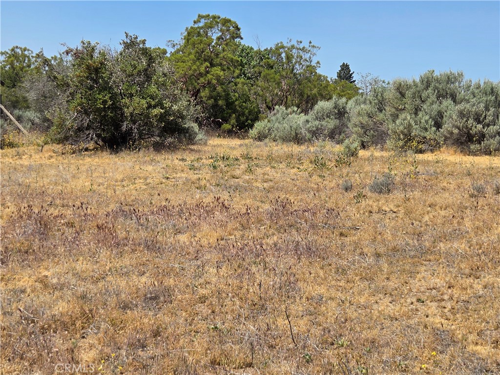 37230 Bautista Canyon Road Anza, CA 92539 - Photo 17 of 28 a view of a yard with trees in the background