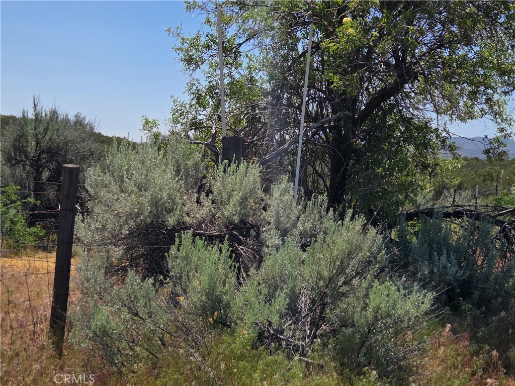 37230 Bautista Canyon Road Anza, CA 92539 - Photo 19 of 28 a view of a yard with large trees