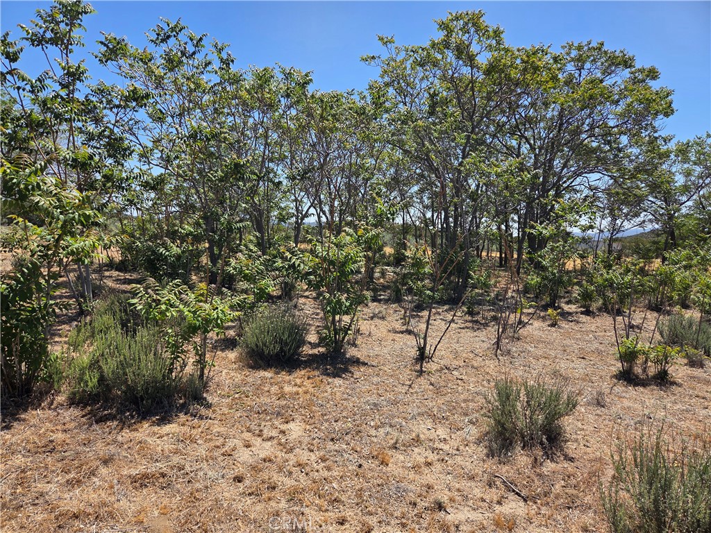 37230 Bautista Canyon Road Anza, CA 92539 - Photo 24 of 28 a view of a yard with a tree