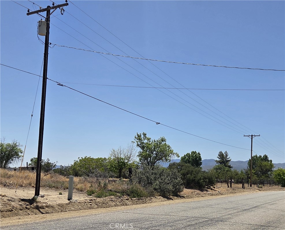 37230 Bautista Canyon Road Anza, CA 92539 - Photo 25 of 28 a palm tree in the middle of a yard
